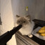 SkylineCat