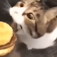 小猫你可以吃芝士汉堡