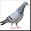 Pigeon