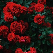 我不想当数学家