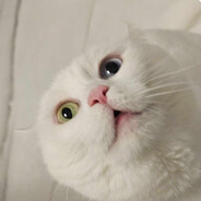 pusicatt