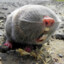 Blind Molerat