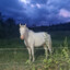 Cavalo