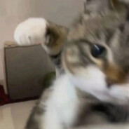 摸鱼大王