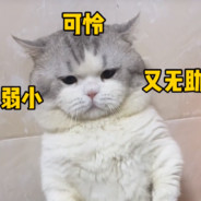 爽文男主李火旺