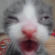Pereiraxq