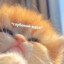 Копченые Котята
