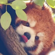 不准再网络波动了！