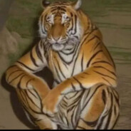 КОТ