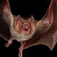 Zoupbat