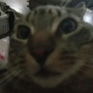 Shiddy Kitty avatar