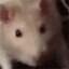 lvl 2 rat