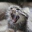 nermal