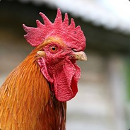 KOKOKOJEN9L