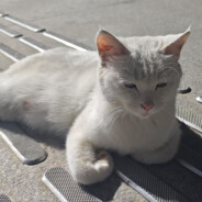 波奇不孤单single