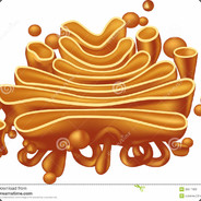 Golgi