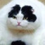 Gato obeso