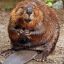 Squirrelly Beaver