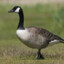 goose