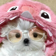 AAA刀鱼批发田总