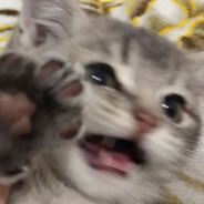 仰天大笑哮天犬