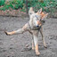 Avatar of peyotepuppy