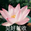 荷花和尚