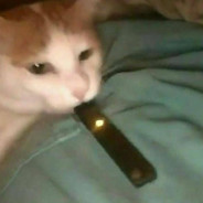 vaping cat