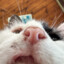Hamster_Jovial