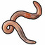 worm