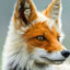 Rafox