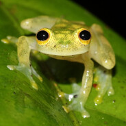 Frog - steam id 76561197962103994