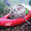 Hedgehog in a boat