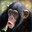 Monkeyboys1