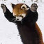 ScaredRedPanda