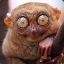 Tarsier