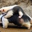 ANTEATER