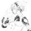 Aster