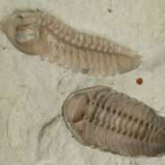 trilobita