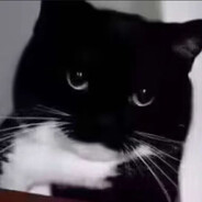 Rêverieの猫猫虫