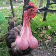 Pressocock