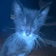 Kissa