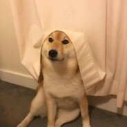 我叫马卡龙，枪马网卡耳朵龙