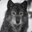 PNWOLF