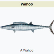 Wahoo