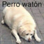 perro waton