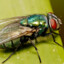 Green Fly