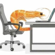 Shrimp activity