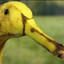 puntana la banana