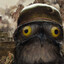 Birb of War